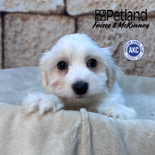[#M16128] White F Coton De Tulear Puppies for Sale
