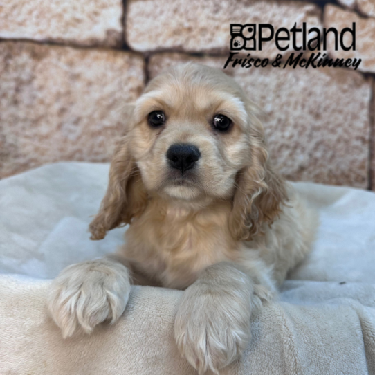 [#26232-03] Buff M Cocker Spaniel Puppies for Sale