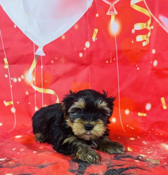 [#25186-01] Black / Gold M Yorkshire Terrier Puppies for Sale