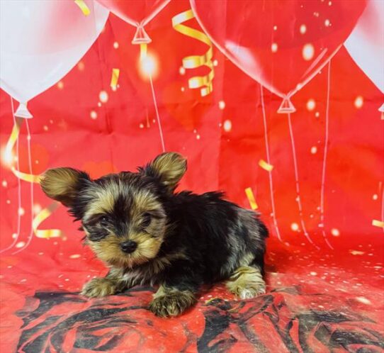 [#25186-03] Blue Merle F Yorkshire Terrier Puppies for Sale