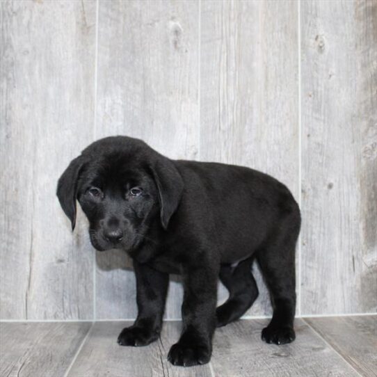 [#2610-01] Black M Labrador Retriever Puppies for Sale