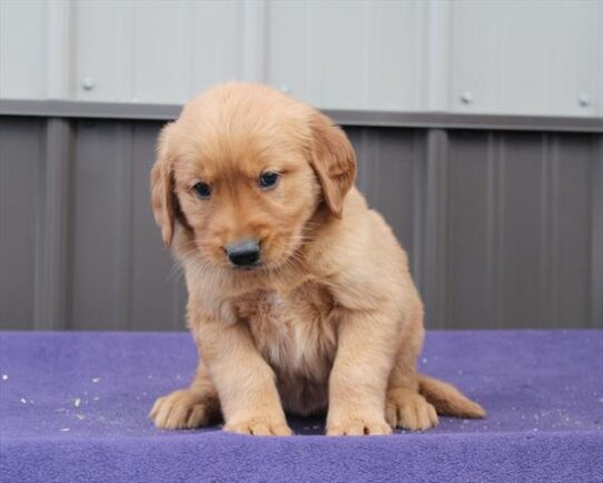[#253265-08] Golden F Golden Retriever Puppies for Sale