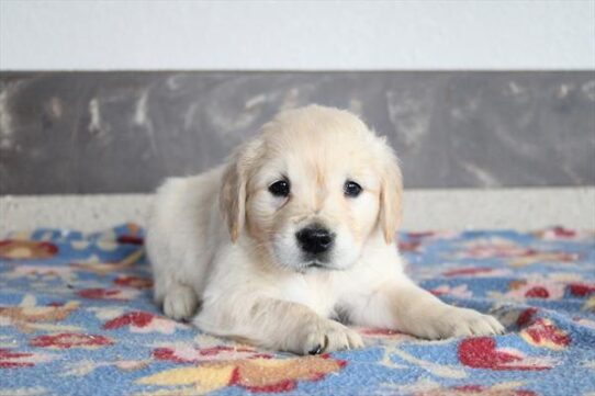 [#253260-10] White F Golden Retriever Puppies for Sale
