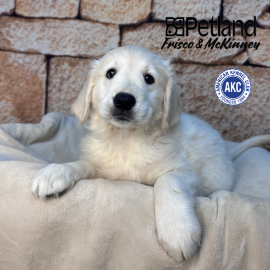 [#253261-03] White M Golden Retriever Puppies for Sale