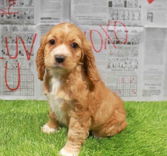 [#26232-06] Red F Cocker Spaniel Puppies for Sale