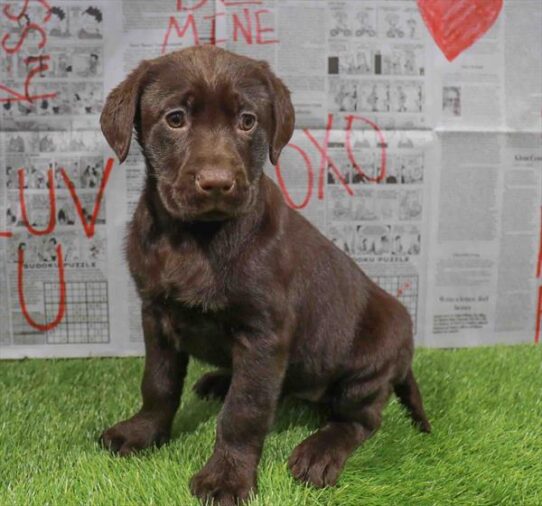 [#26271-02] Chocolate F Labrador Retriever Puppies for Sale