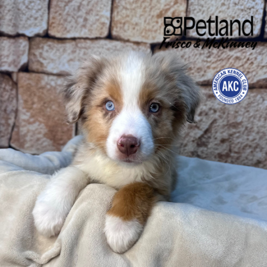 [#M16028] Red Merle M Australian Shepherd Puppies for Sale