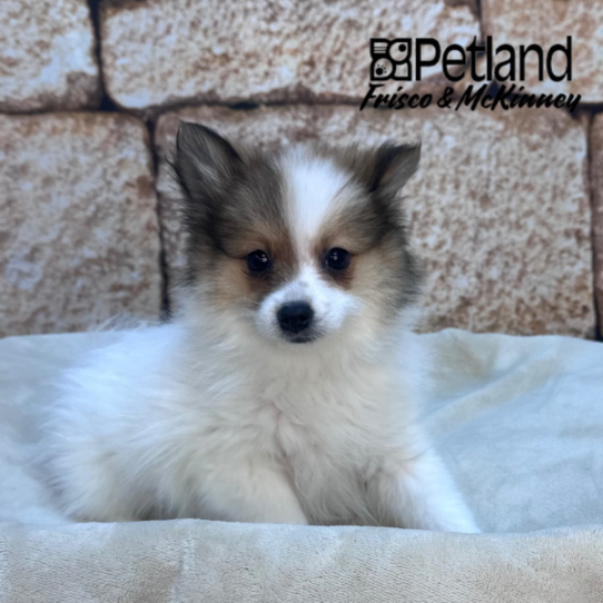 [#26174-05] Red Sable F Pomeranian Puppies for Sale