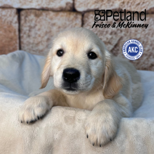 [#253260-10] White F Golden Retriever Puppies for Sale