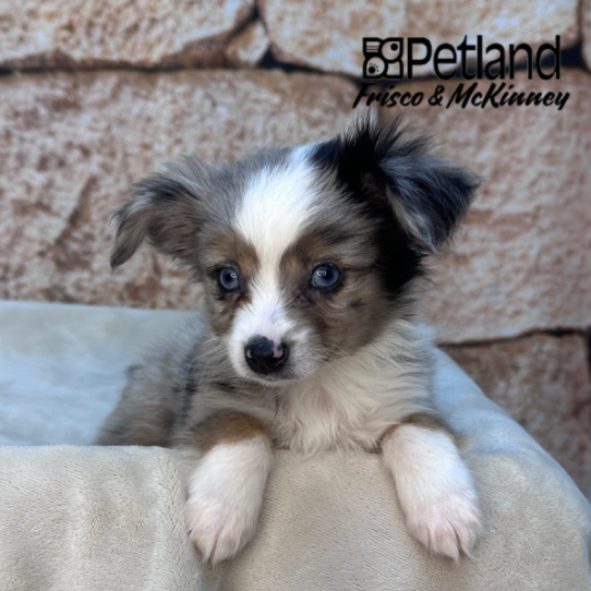 [#M15914] Blue Merle White and Tan M Miniature Australian Shepherd Puppies for Sale