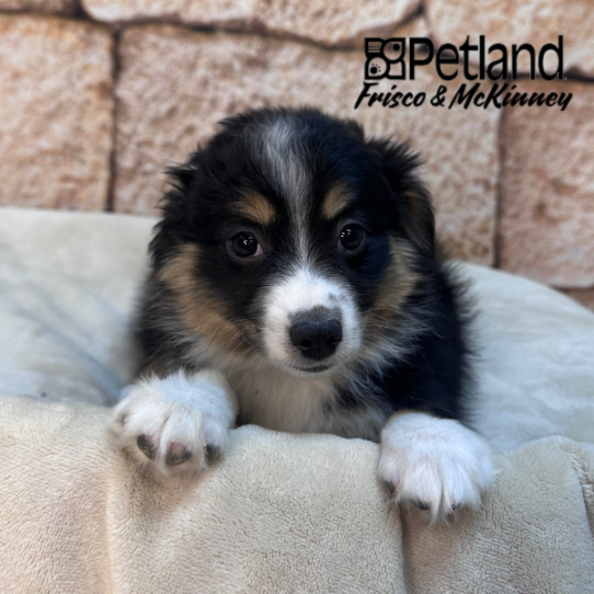 [#26269-03] Black White / Tan M Miniature Australian Shepherd Puppies for Sale