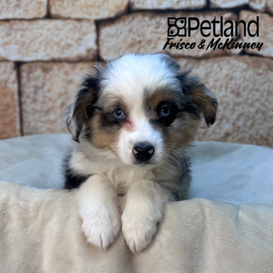 [#26269-01] Blue Merle M Miniature Australian Shepherd Puppies for Sale