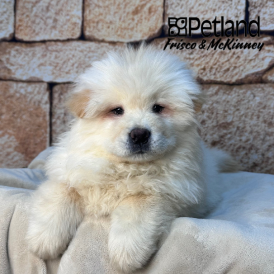 [#261-01] Cream M Chow Chow Puppies for Sale