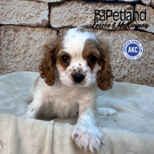 [#M16159] Blenheim M Cavalier King Charles Spaniel Puppies for Sale