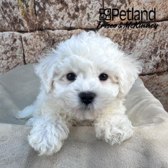 [#25176-03] White M Bichon Frise Puppies for Sale
