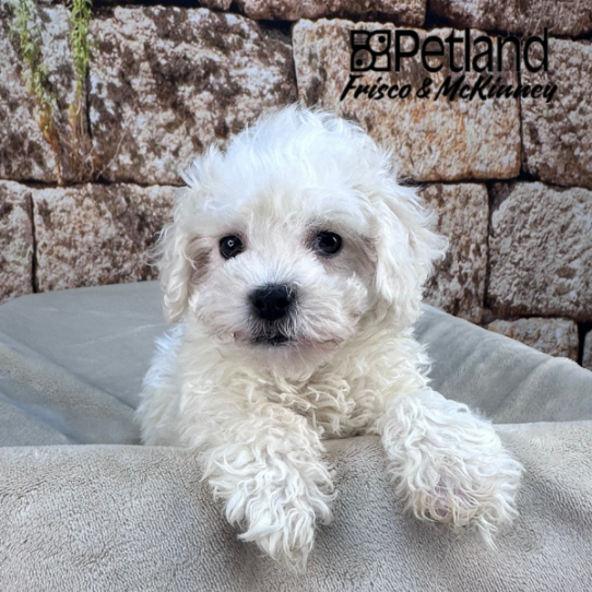 [#25176-05] White F Bichon Frise Puppies for Sale