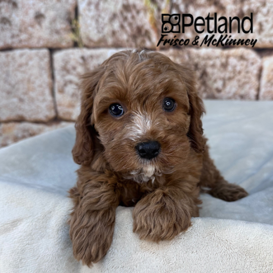 [#25177-05] Red F Cavapoo Puppies for Sale