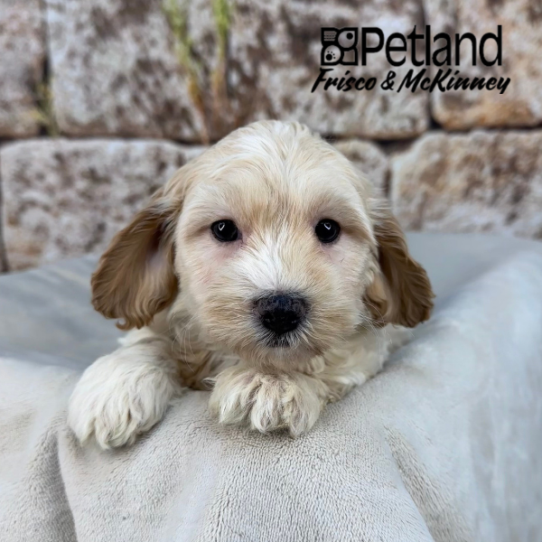[#25136-03] Cream M Cock A Poo 2nd Gen Puppies for Sale