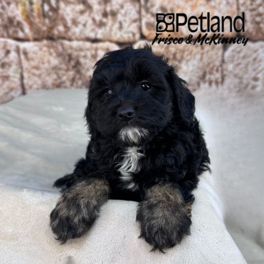 [#25136-06] Black / Tan F Cock A Poo 2nd Gen Puppies for Sale