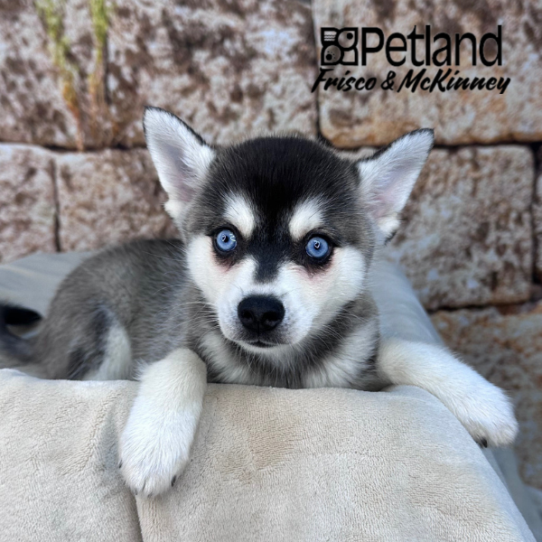 [#M16471] Black and White F Alaskan Klee Kai Puppies for Sale