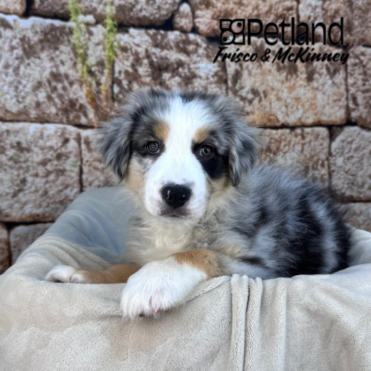 [#M14670] Blue Merle White and Tan M Australian Shepherd Puppies for Sale
