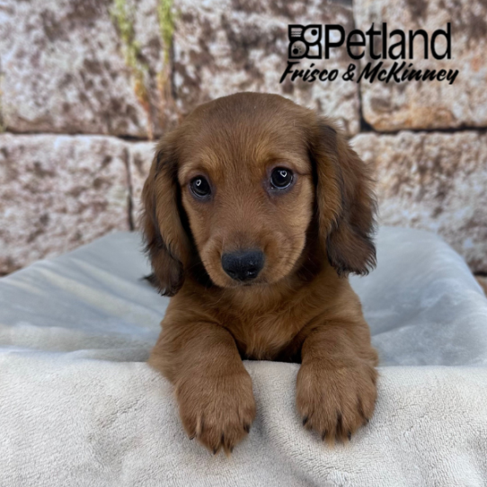 [#M14455] Red M Dachshund Puppies for Sale
