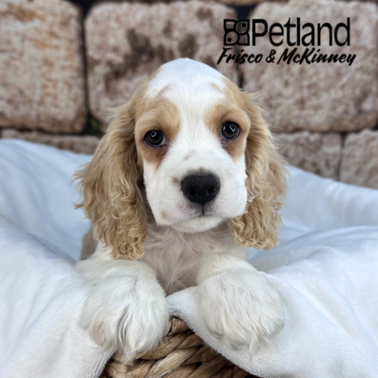 [#M15443] Buff and White M Cocker Spaniel Puppies for Sale