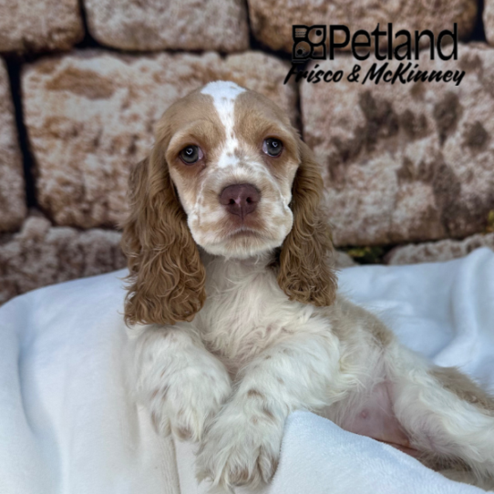 [#M17565] Buff and White F Cocker Spaniel Puppies for Sale