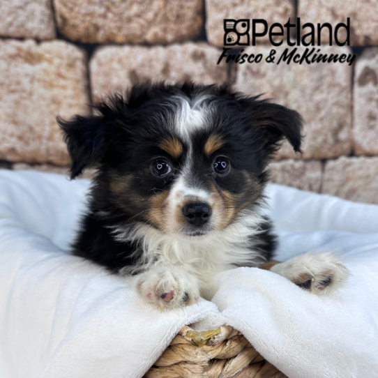 [#M15438] Black White and Brown M Miniature Australian Shepherd Puppies for Sale