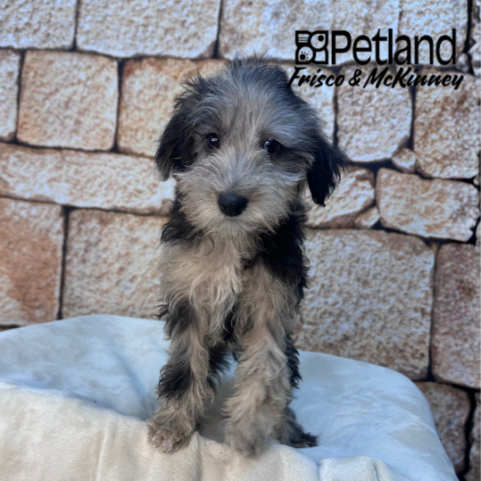 [#2640-07] Blue Merle F Schnoodle Puppies for Sale