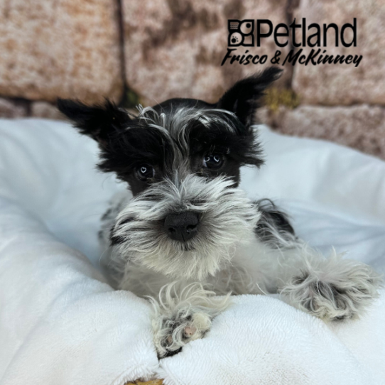 [#M15369] Black and White F Miniature Schnauzer Puppies for Sale