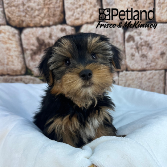 [#25186-01] Black / Gold M Yorkshire Terrier Puppies for Sale