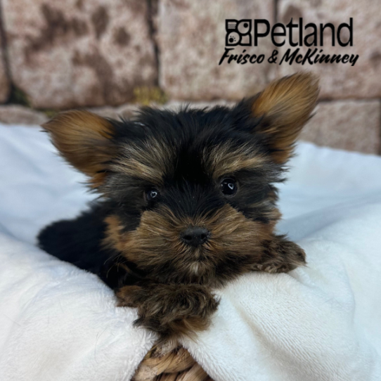 [#25186-02] Black / Gold M Yorkshire Terrier Puppies for Sale