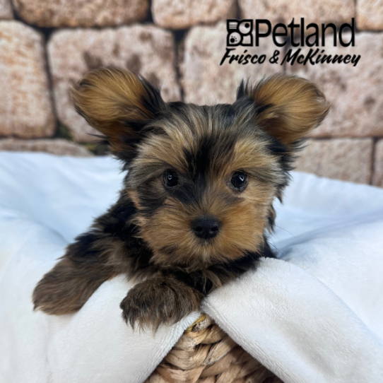 [#25186-03] Blue Merle F Yorkshire Terrier Puppies for Sale