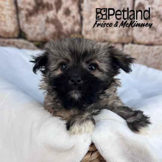 [#25138-04] Sable M Havanese Puppies for Sale