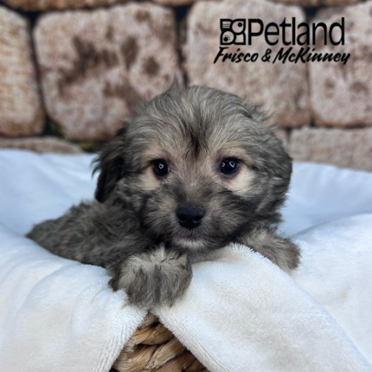 [#25138-05] Sable F Havanese Puppies for Sale
