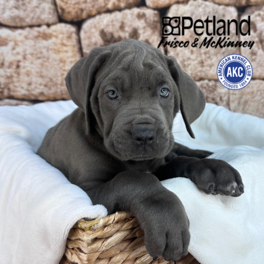 [#25179-05] Blue M Cane Corso Puppies for Sale