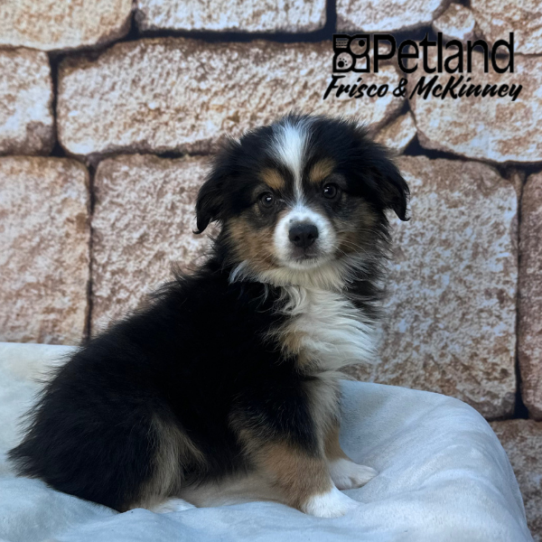 [#M15922] Black White and Brown F Miniature Australian Shepherd Puppies for Sale