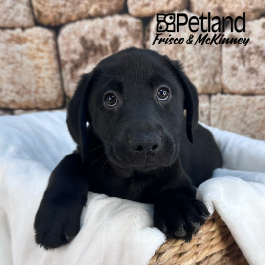 [#2610-01] Black M Labrador Retriever Puppies for Sale