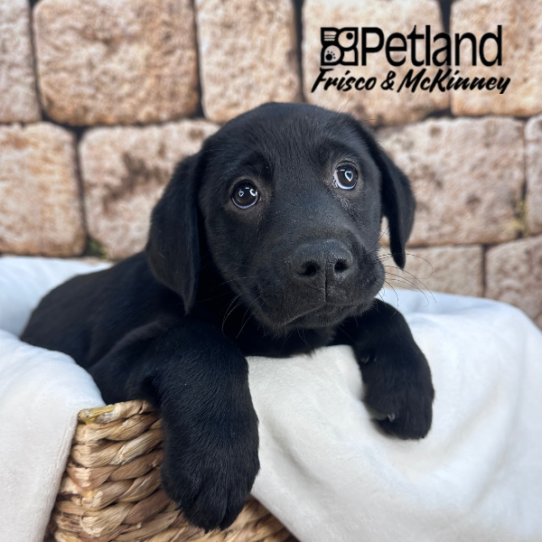 [#2610-02] Black F Labrador Retriever Puppies for Sale
