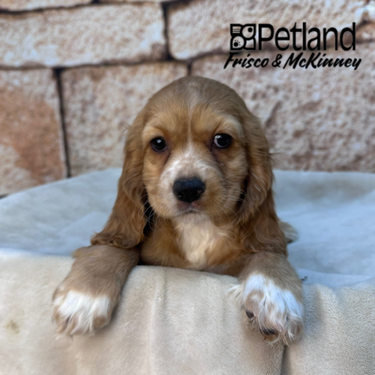 [#26232-06] Red F Cocker Spaniel Puppies for Sale