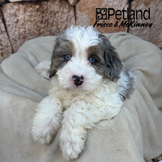 [#2610-02] Blue Merle White / Tan M Bernedoodle Mini 2nd Gen Puppies for Sale