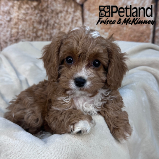 [#265-04] Red F Cavapoo Puppies for Sale