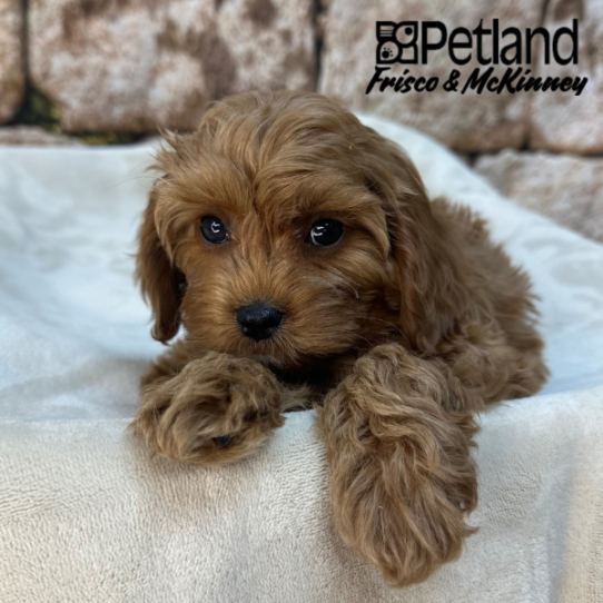 [#268-02] Red M Cavapoo Puppies for Sale