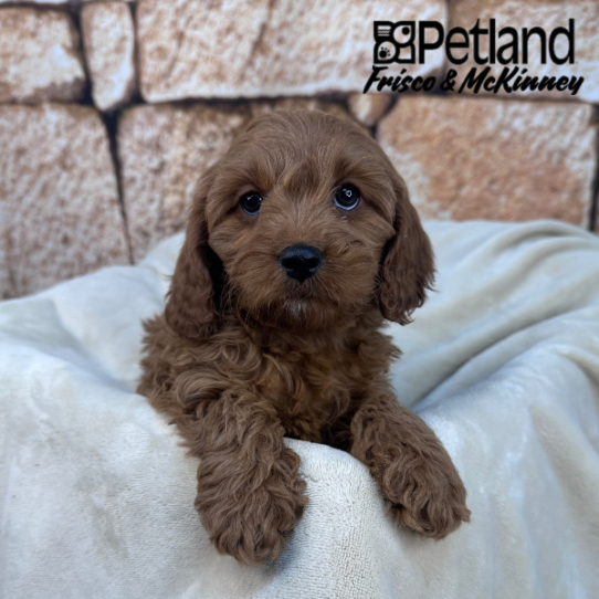 [#268-03] Red F Cavapoo Puppies for Sale