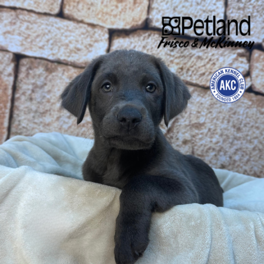 [#N00544] Silver M Labrador Retriever Puppies for Sale