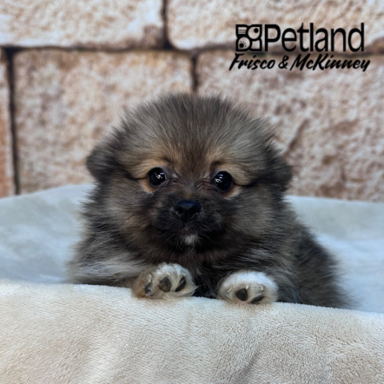 [#M16162] Orange Sable F Pomeranian Puppies for Sale