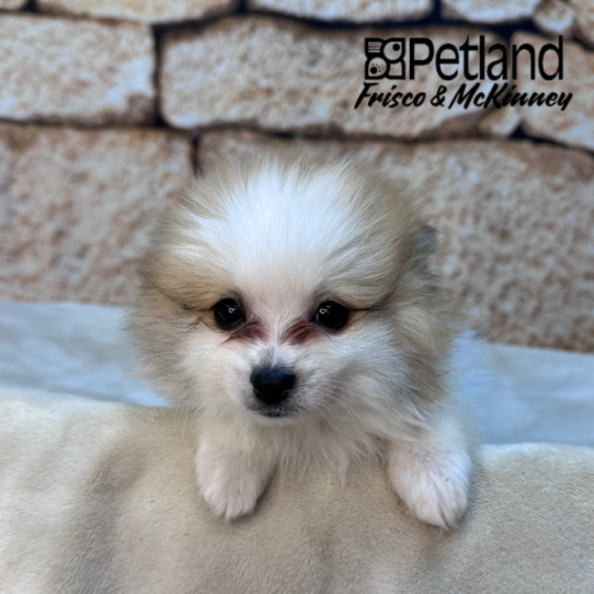 [#M16164] Orange M Pomeranian Puppies for Sale
