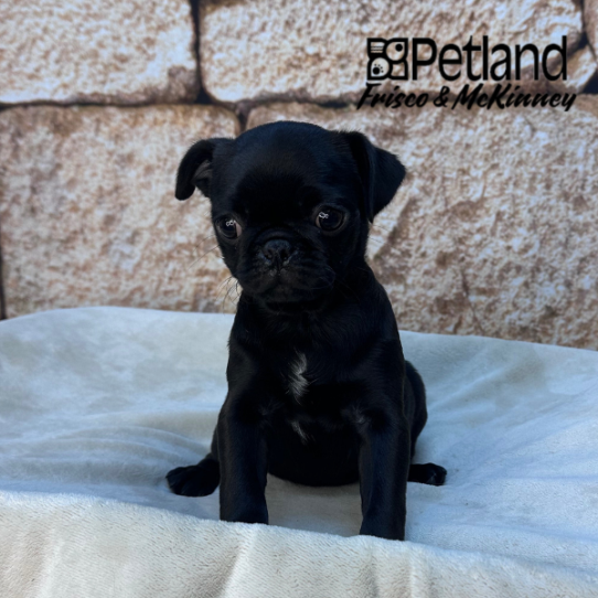 [#M16575] Black F Pug Puppies for Sale
