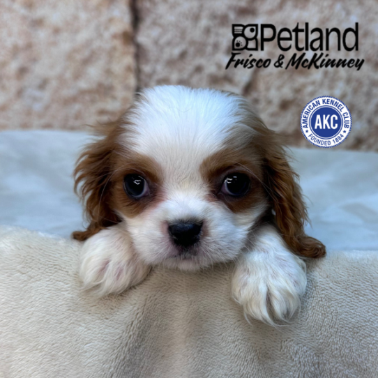 [#M15590] Blenheim F Cavalier King Charles Spaniel Puppies for Sale